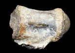 Fossil Crocodile (Phobosuchus) Vertebrae - Texas #31537-1